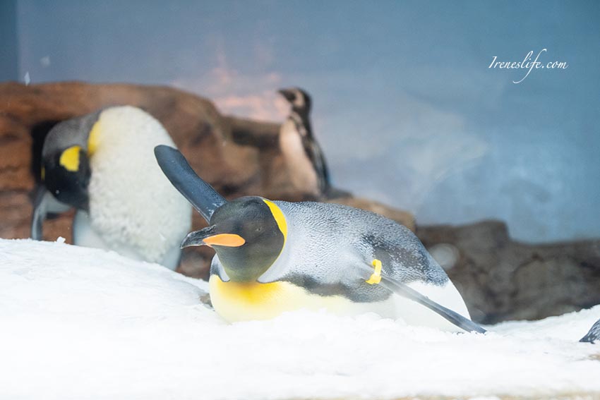 Xpark水族館