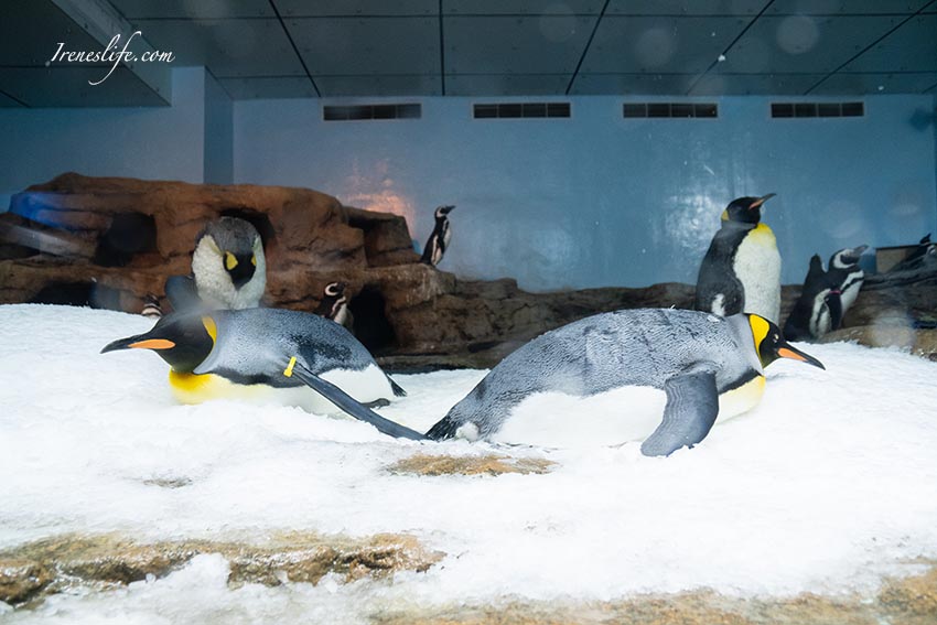 Xpark水族館