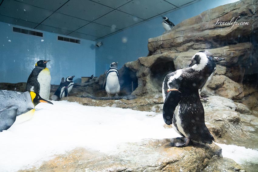 Xpark水族館