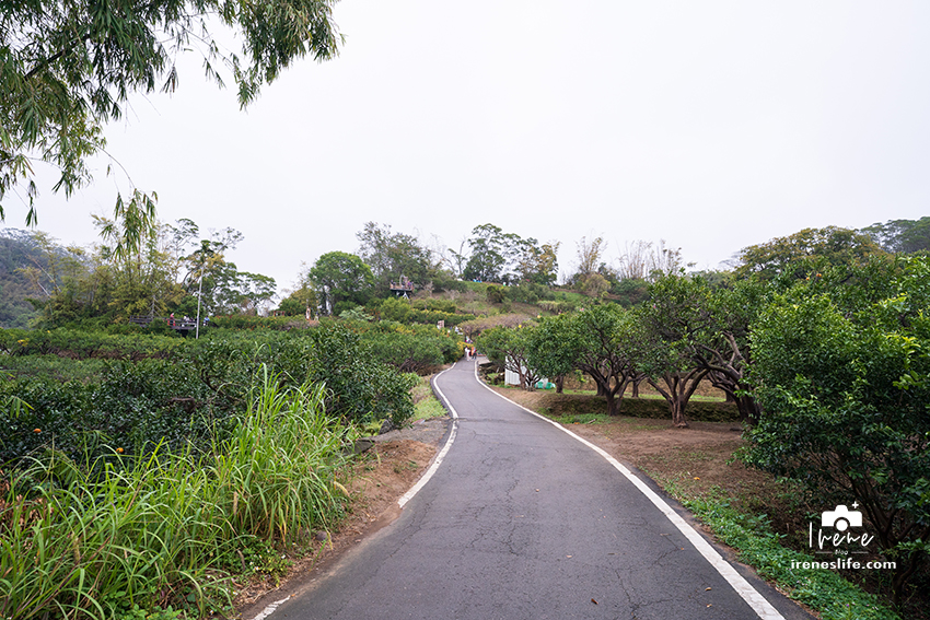 【苗栗】苗栗景觀餐廳，可以採橘子的橙香森林，橘子隧道、玻璃屋、大草皮、盪鞦韆、餵兔子的親子景點