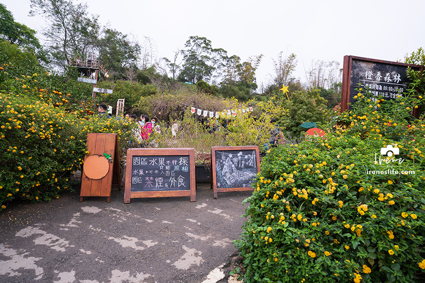 【苗栗】苗栗景觀餐廳，可以採橘子的橙香森林，橘子隧道、玻璃屋、大草皮、盪鞦韆、餵兔子的親子景點