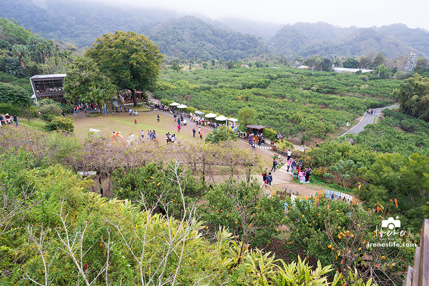 【苗栗】苗栗景觀餐廳，可以採橘子的橙香森林，橘子隧道、玻璃屋、大草皮、盪鞦韆、餵兔子的親子景點