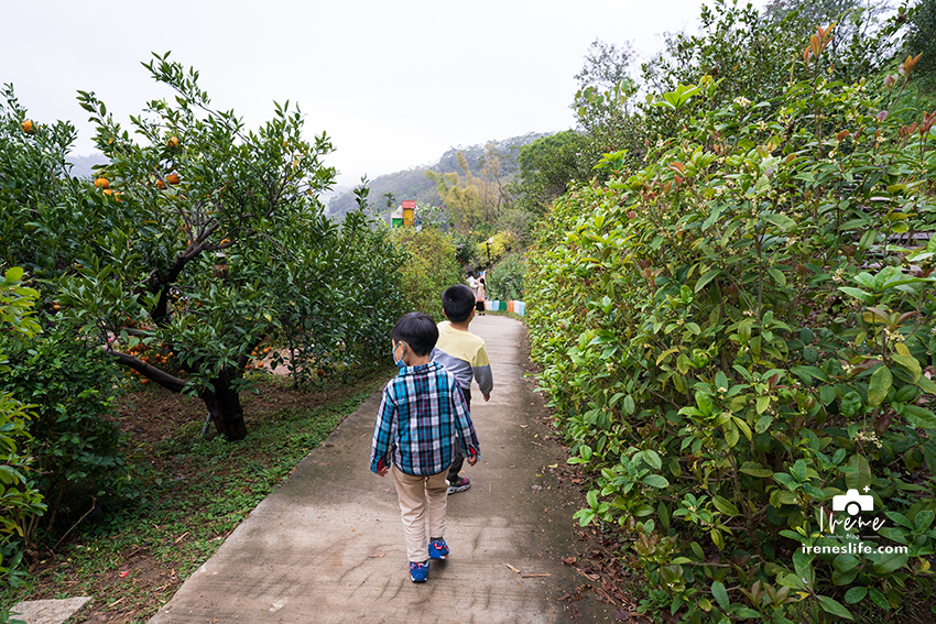 【苗栗】苗栗景觀餐廳，可以採橘子的橙香森林，橘子隧道、玻璃屋、大草皮、盪鞦韆、餵兔子的親子景點