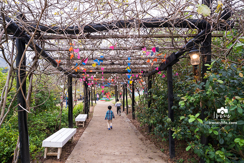 【苗栗】苗栗景觀餐廳，可以採橘子的橙香森林，橘子隧道、玻璃屋、大草皮、盪鞦韆、餵兔子的親子景點