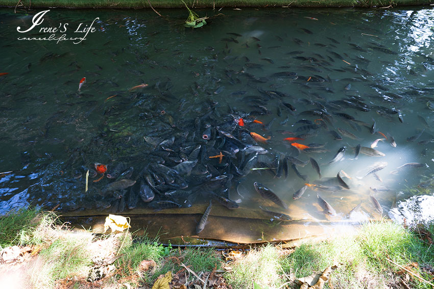 彰化親子景點｜免門票，黏土DIY、坐小火車、餵魚，館內還有路易莎咖啡店，親子同樂好去處