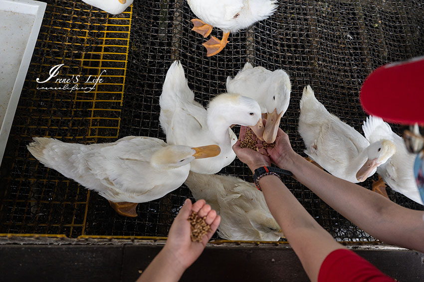 礁溪親子景點推薦｜DIY手作、餵鴨鴨、抱小鴨子、戲水區，乾淨無臭味的時尚鴨舍