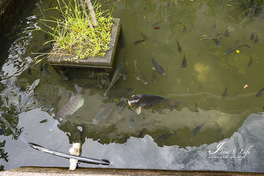 宜蘭景點｜生態瓶DIY、戲水區、釣魚體驗、魚咬腳皮、滑竹筏、腳踩雲霄飛車，親子共遊好去處