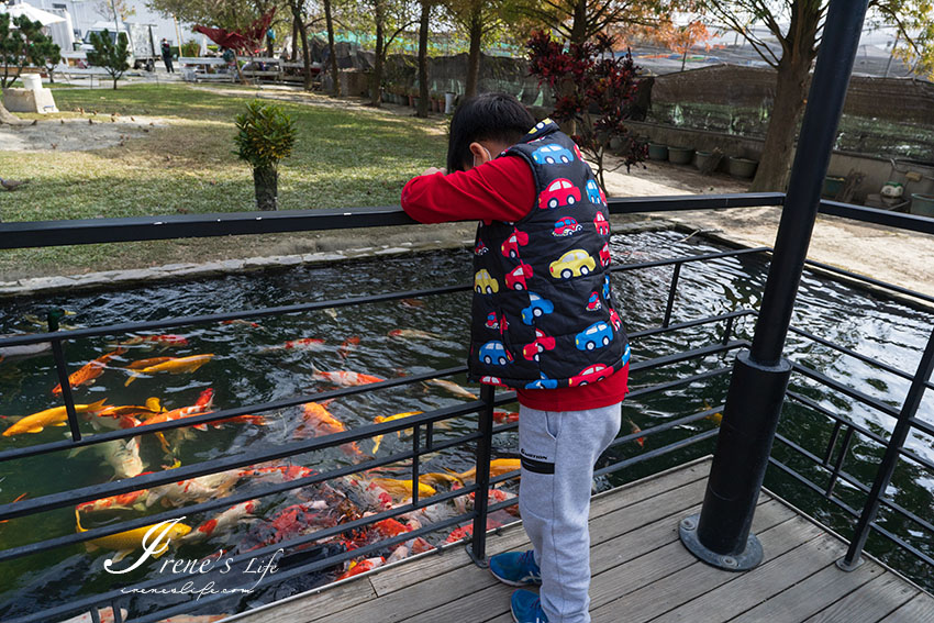 雲林免門票景點，餵牛吃草、餵魚、玩沙坑的超可愛親子景點，還有許多好吃伴手禮可以買