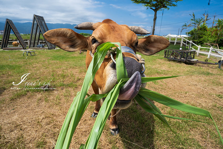即時熱門文章：宜蘭親子景點｜最牛的體驗農場，犁田體驗、餵牛吃草、幫水牛洗澡等，跟牛牛近距離接觸