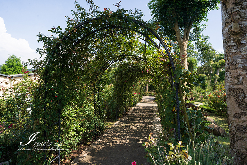 苗栗免門票景點｜滿滿香草植物、玫瑰花園、多肉植物超療癒，還有脈輪手沖咖啡及沙拉