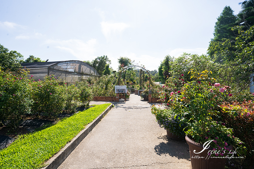 苗栗免門票景點｜滿滿香草植物、玫瑰花園、多肉植物超療癒，還有脈輪手沖咖啡及沙拉