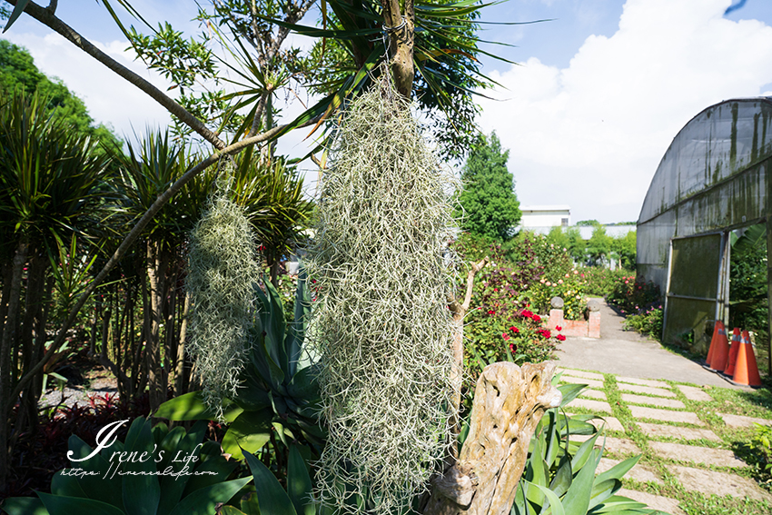 苗栗免門票景點｜滿滿香草植物、玫瑰花園、多肉植物超療癒，還有脈輪手沖咖啡及沙拉