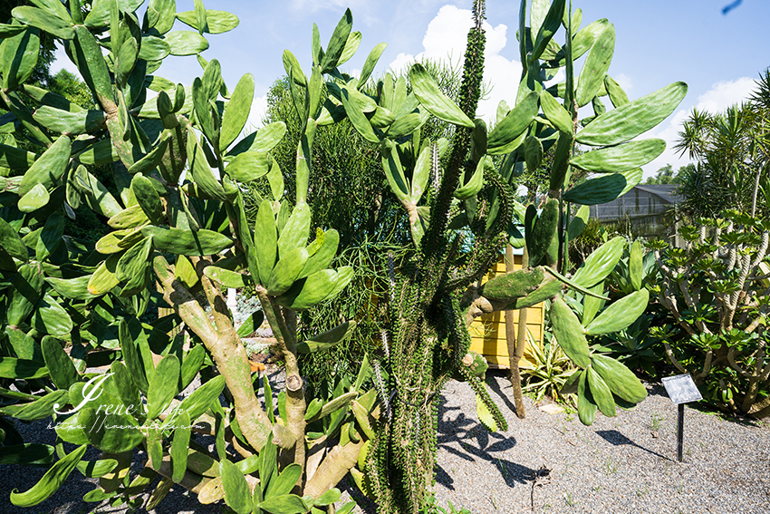 苗栗免門票景點｜滿滿香草植物、玫瑰花園、多肉植物超療癒，還有脈輪手沖咖啡及沙拉