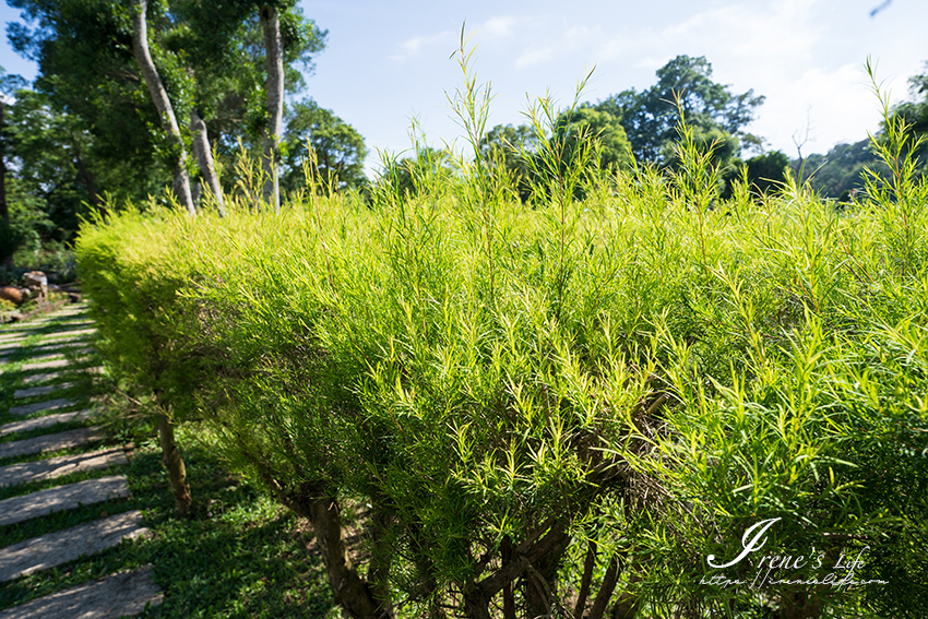 苗栗免門票景點｜滿滿香草植物、玫瑰花園、多肉植物超療癒，還有脈輪手沖咖啡及沙拉