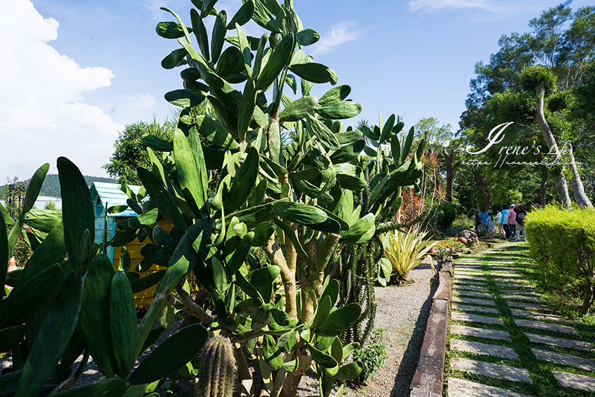 苗栗免門票景點｜滿滿香草植物、玫瑰花園、多肉植物超療癒，還有脈輪手沖咖啡及沙拉